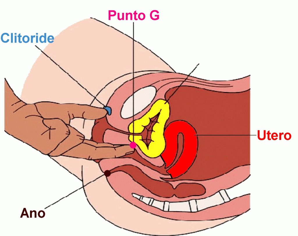 dott-emilio-alessio-loiacono-medico-chirurgo-roma-dove-si-trova-punto-g-femminile-come-stimolare-clitoride-sesso-rapporto-sessuale-uomo-piacere-medicina-estetica-riabilitazione-nutrizion Mitos y verdades sobre el punto G